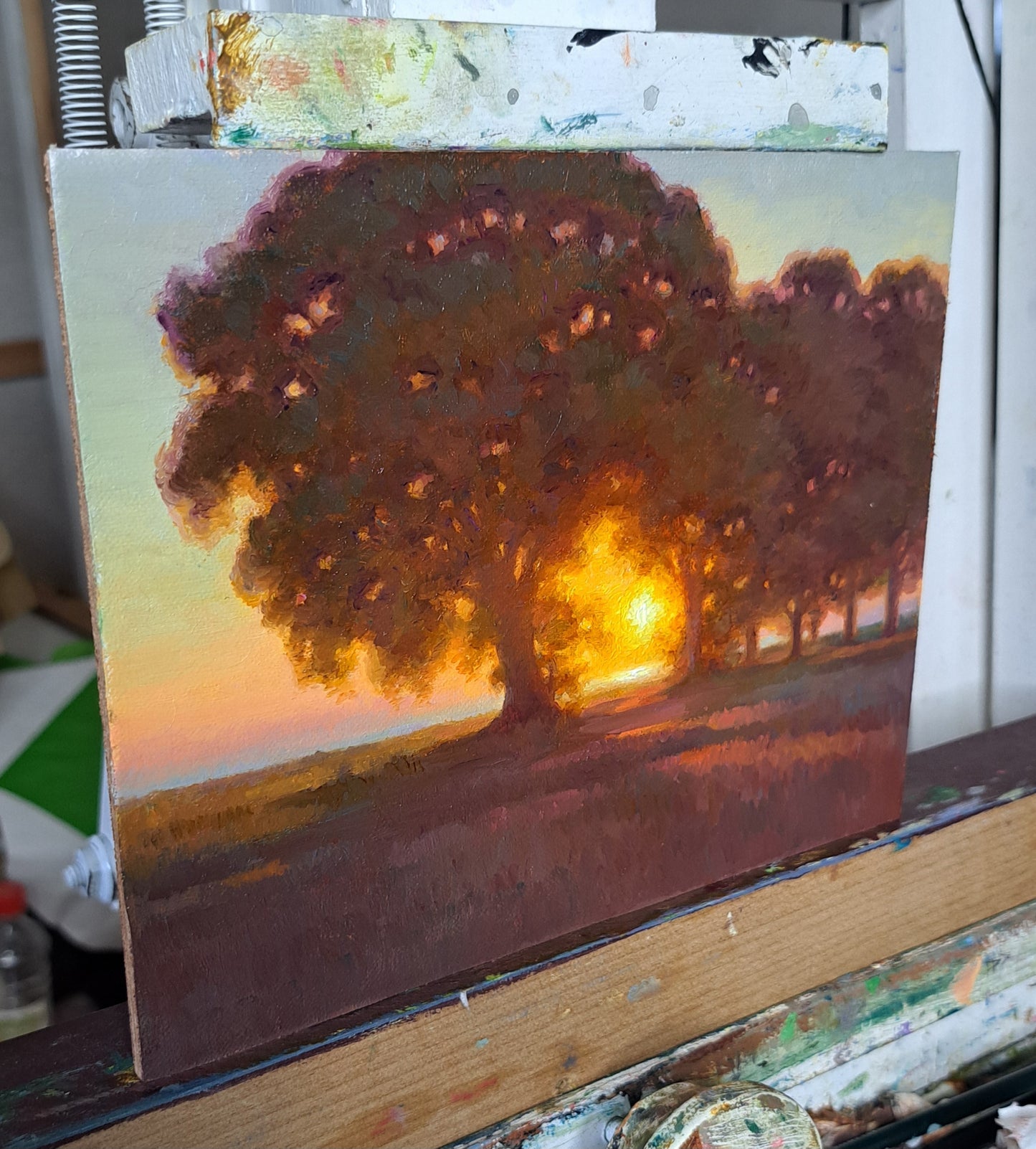 Sycamore trees at sunset