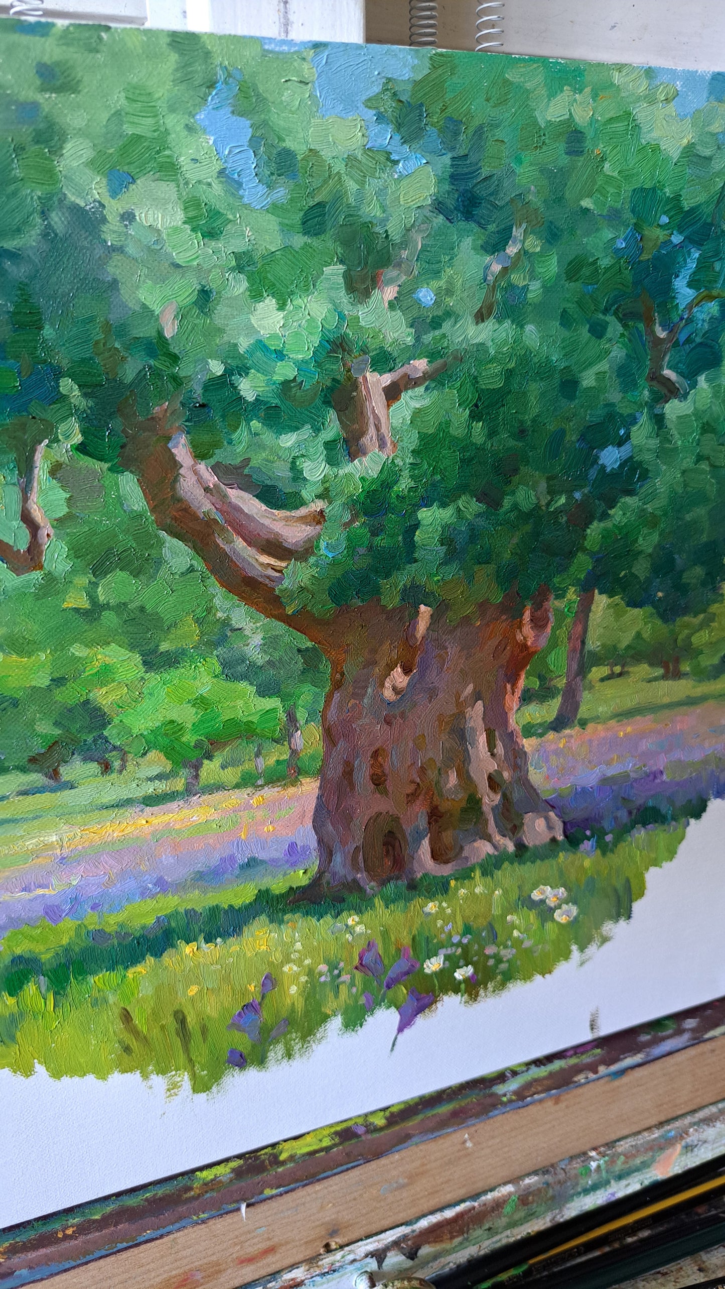 Spring in the Olive Grove. Kalamitsi