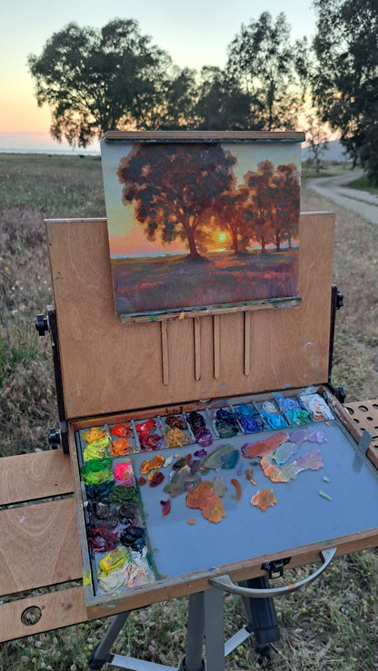 Sycamore trees at sunset