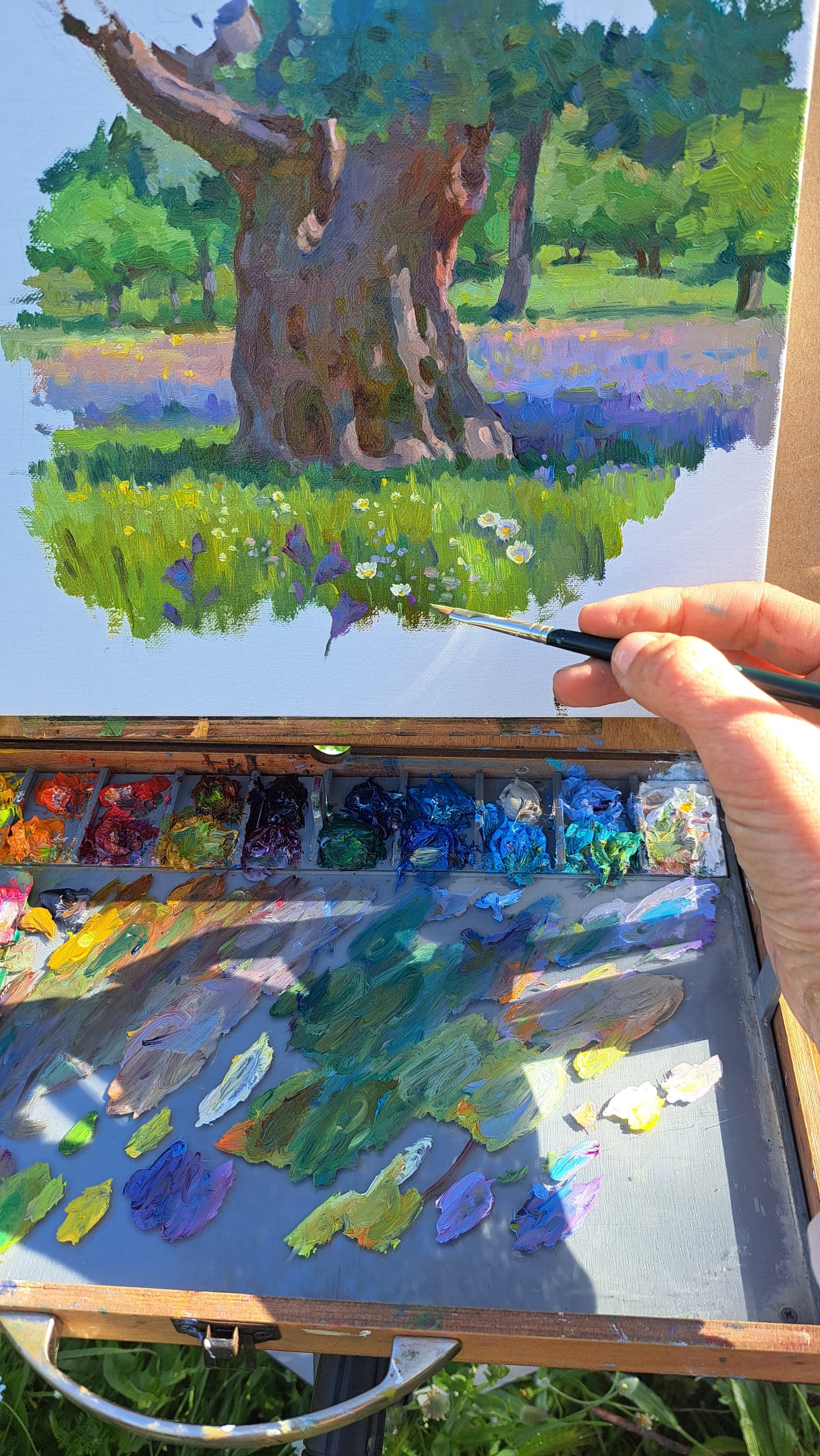 Spring in the Olive Grove. Kalamitsi