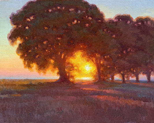 Sycamore trees at sunset